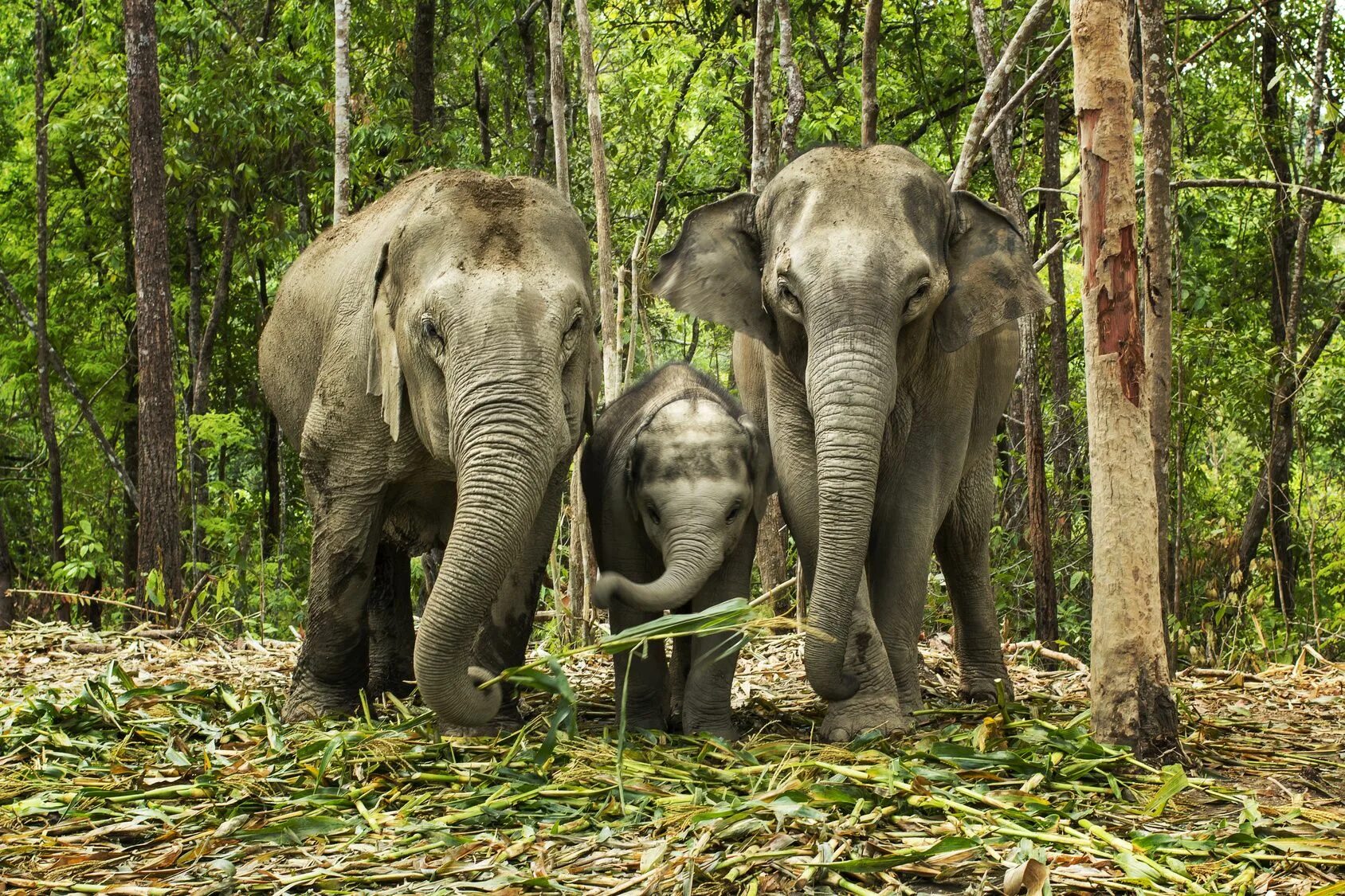 Elephant sanctuary park. Слоны в джунглях. Слоновый заповедник Таиланд. Заповедник слонов Пхукет. Заповедник слоновых джунглей.