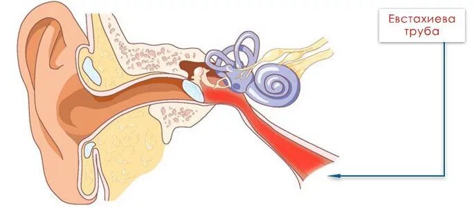 Воспаление слуховой евстахиевой трубы. Евстахиева труба среднее ухо.