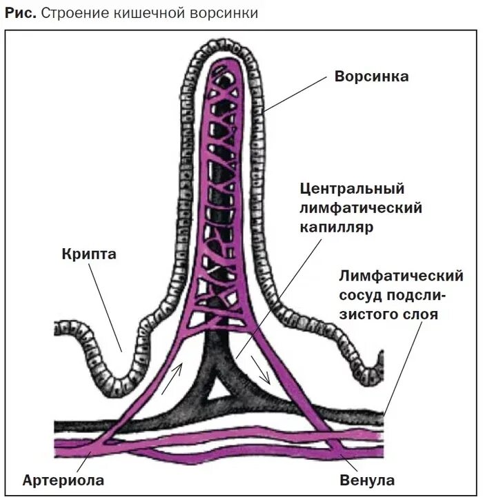 Изобразите схематично строение кишечной ворсинки. Схема строения кишечной ворсинки. строение кишечной ворсинки. строение кишечной вершинки. строение кишечной микроворсинки.