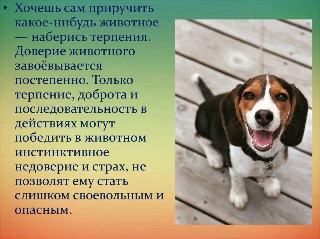 Почему человек в мире животных. Почему люди приручали диких животных. почему люди приручили диких животных 3 класс. зачем человек приручил животных. почему люди приручали диких животных 3 класс 21 век презентация.