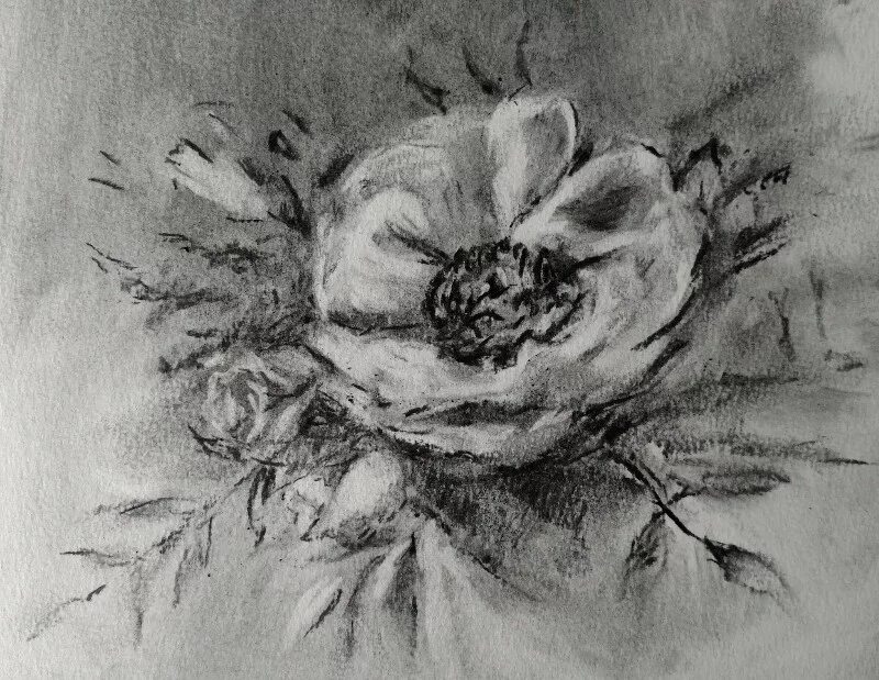 Рисунки выполненные углем. Цветы углем. шикарные цветы углём. натюрморт с цветами углем. декоративность в рисунке углем.
