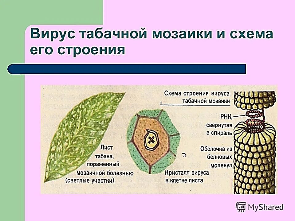 Строение вирус на примере вируса табачной мозаики Урок 7: Неклеточные формы жизни