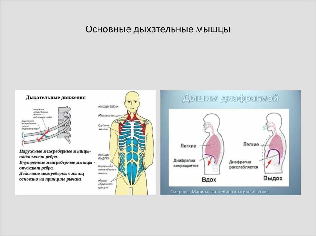 Процесс во время дыхательного движения. Мышцы участвующие в акте дыхания анатомия. Вспомогательные дыхательные мышцы. Мышцы вдоха.. Схема дыхательной мускулатуры. Основные и вспомогательные дыхательные мышцы.