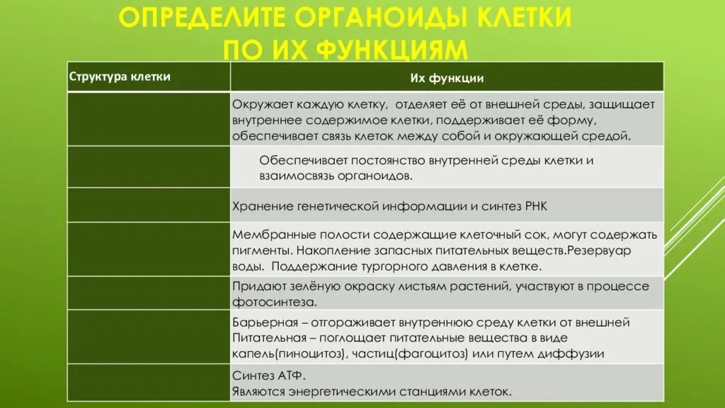 Структура функции органоидов. Органоиды структура и функции. часть клетки органоид строение функции таблица. характеристика строения и функций органоидов клетки. биология функции органоидов.