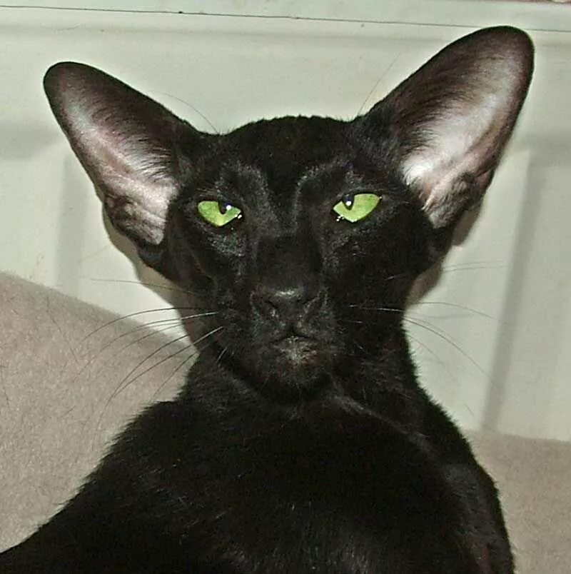 Ушастый кот порода Ориентал. Ориентальная кошка. Кошка Ориентал грузин. Ориентальный кот грузин.
