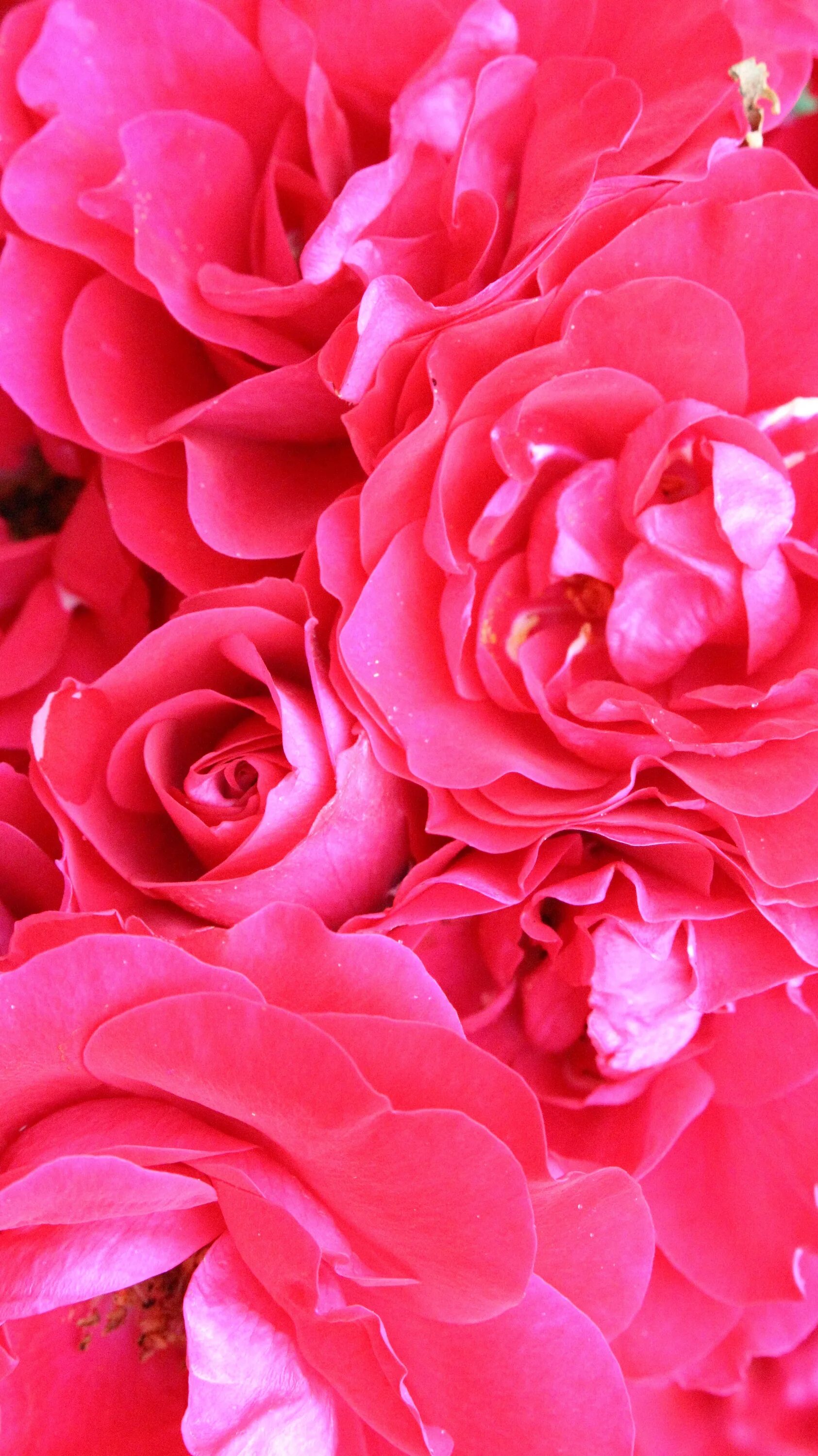 Яркие розовые цветы. Розовые розы. Цветы ярко розового цвета. Красный цветок. Включи красный розовый
