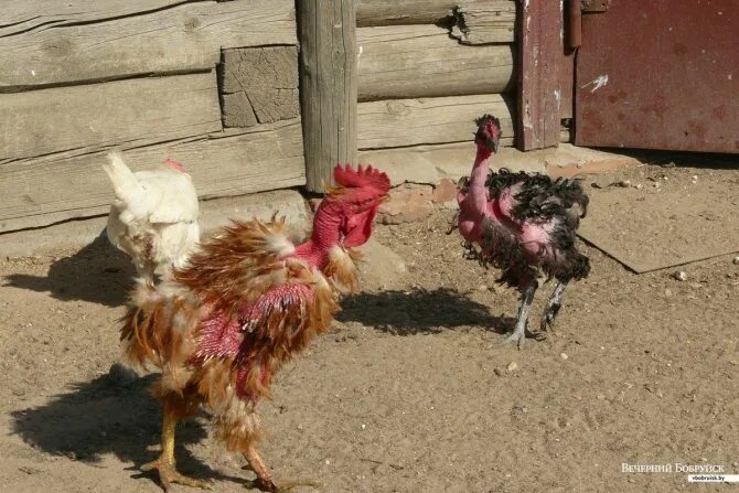 Наследование формы гребня у петухов. Эпистаз пример у кур. При скрещивание курицы с листовидным. При скрещивание курицы с листовидным. Взаимодействие генов неаллельных генов.