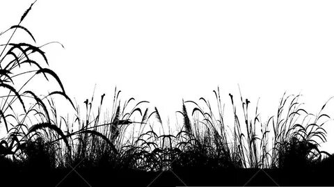 Black grass