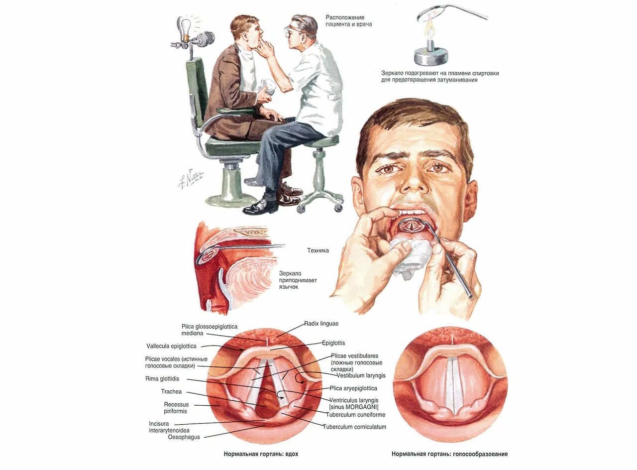 Болезни лор органов. Заболевания ЛОР органов. Анатомия гортани оториноларингология. Строение ЛОР органов человека.