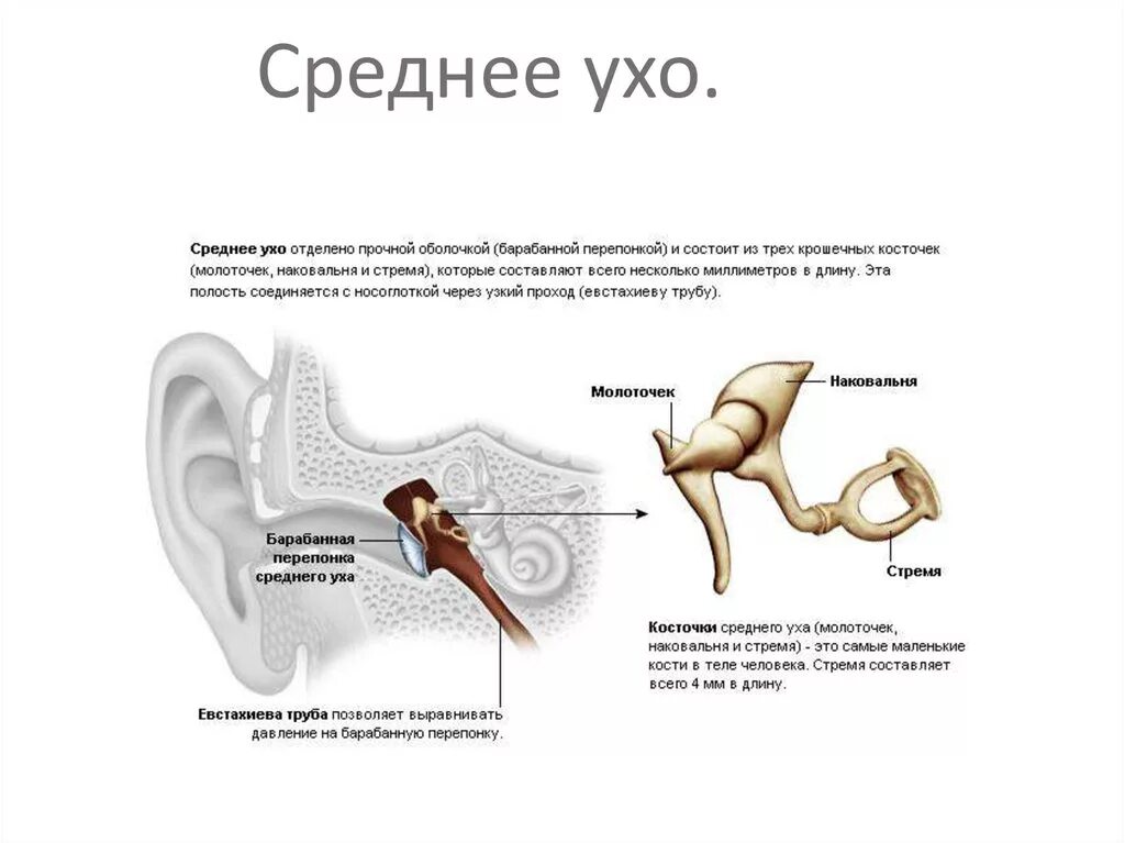 В среднем ухе расположены органы. 3 Слуховые косточки среднего уха строение. Косточка уха стремечко. Строение молоточка уха. Средняя ухо.