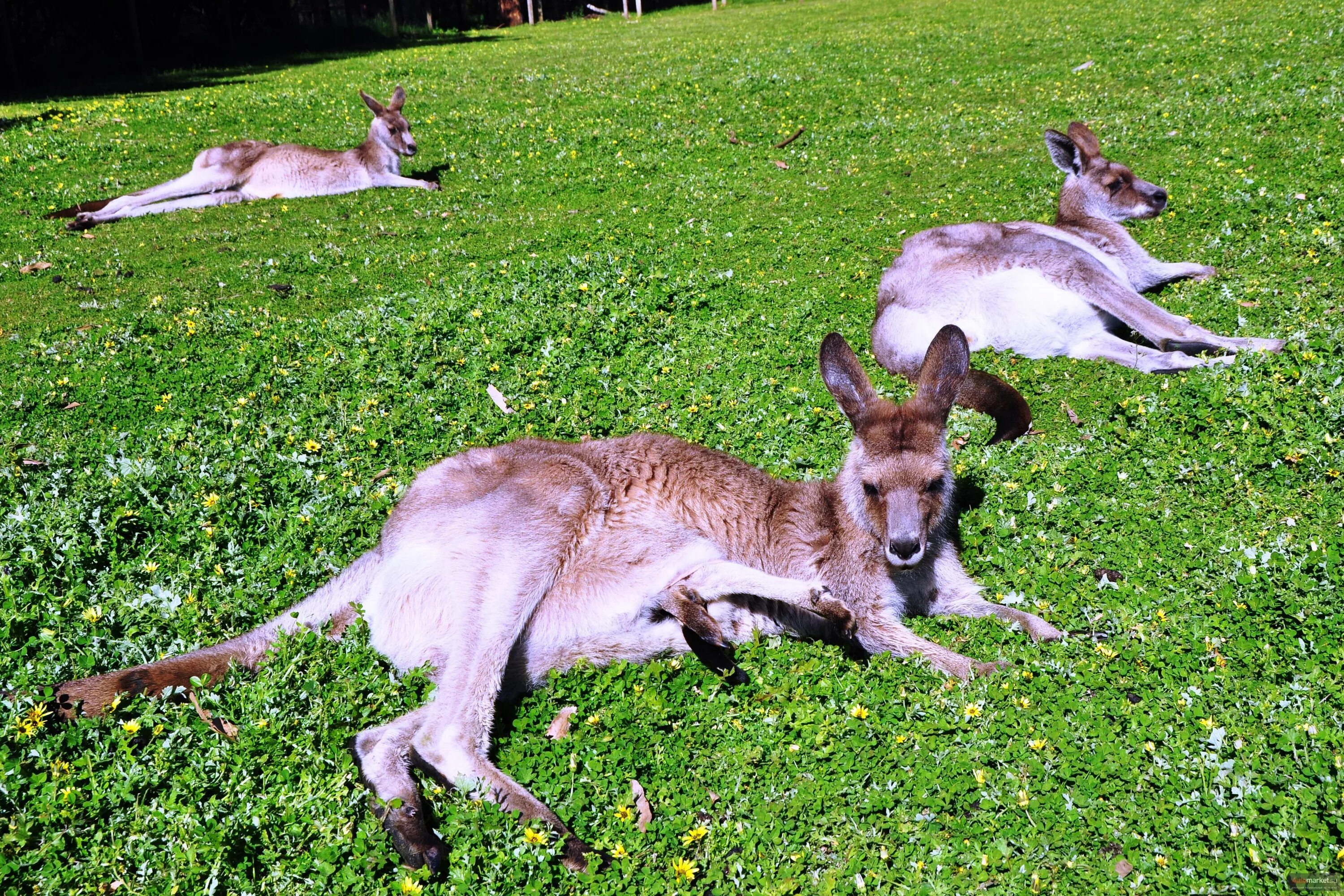 Каких животных завезли в австралию. Кови животное Австралии.