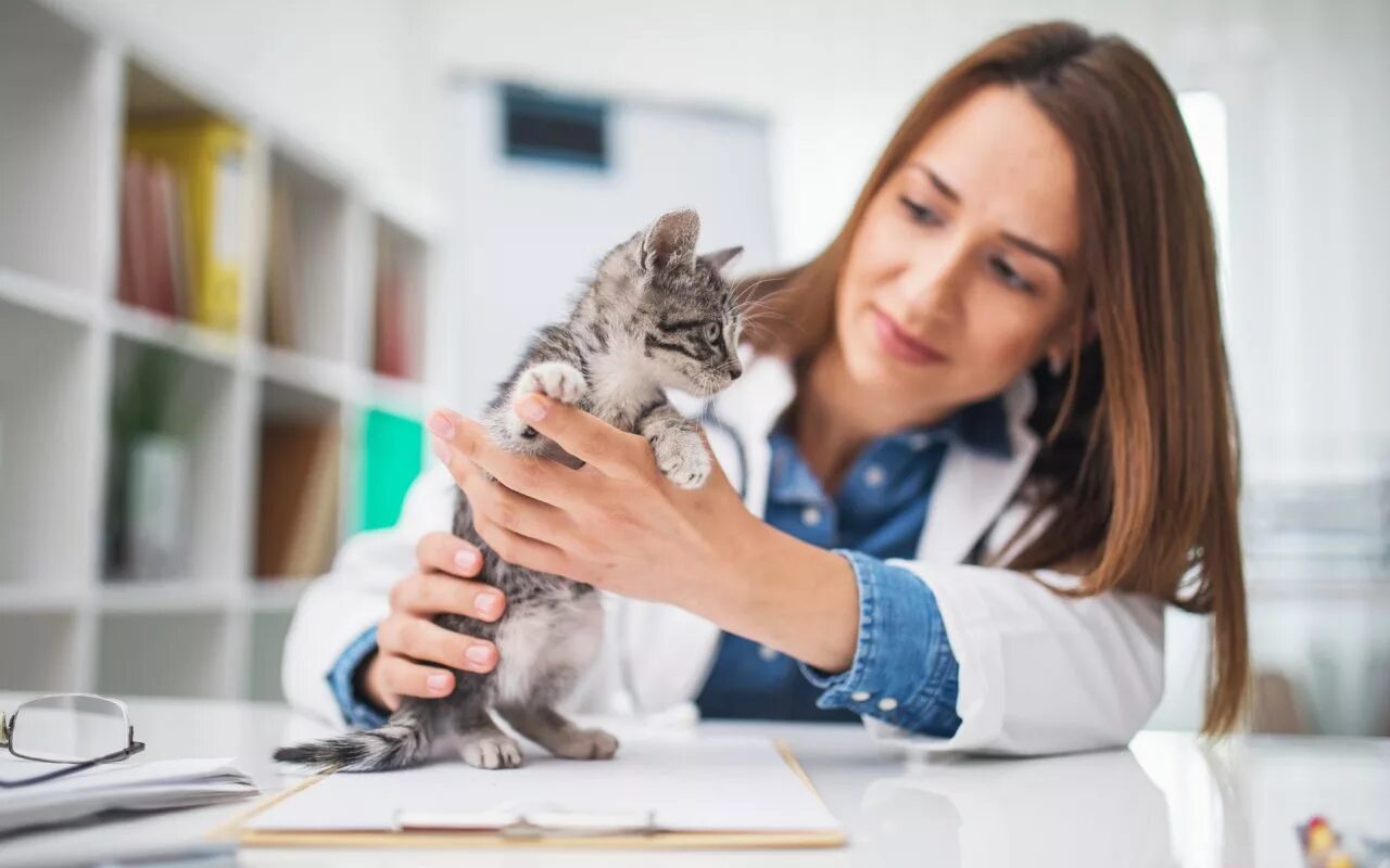 Обследование кошек. Ветеринар с кошкой. Ветеринарный врач с котенком. Девушка ветеринар. Котенок у ветеринара.