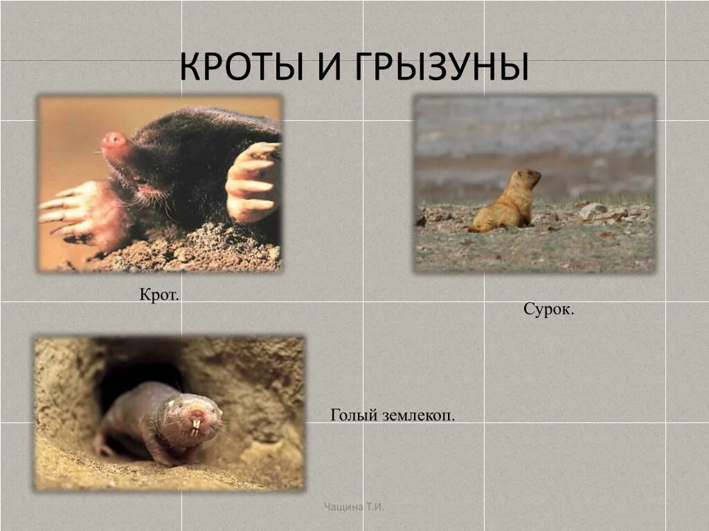 Крот презентация. Крот слепыш глаза. Слепой крот. Я друзья подземный житель землекоп я и строитель. Почему крота называют землекопом и строителем ответ.