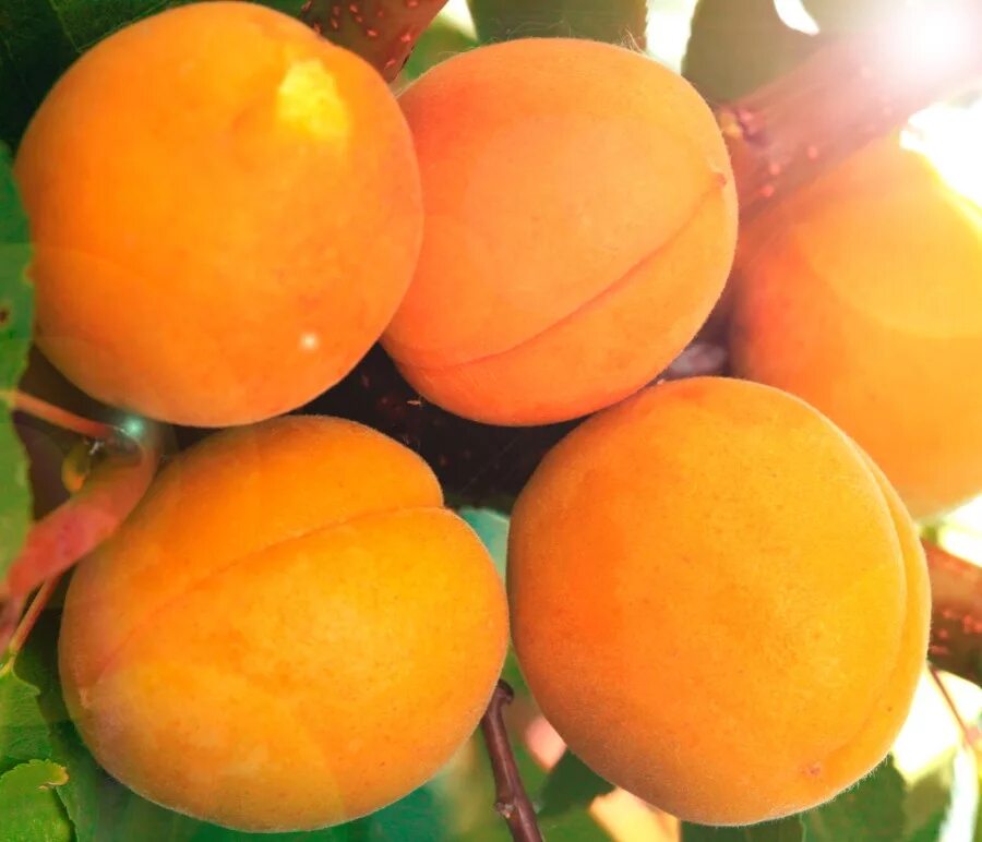 Абрикос погремок дерево. Абрикос мелитопольский ранний. Абрикос обыкновенный триумф северный. Абрикос саратовский рубин дерево. Абрикос добеле абрикос добеле.