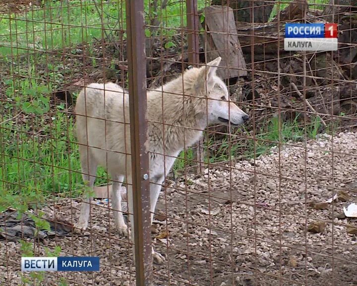 Феникс реабилитация диких животных. Калужский центр реабилитации диких животных феникс. приют для животных в калуге феникс. центр реабилитации феникс калуга. питомник в калуге феникс.
