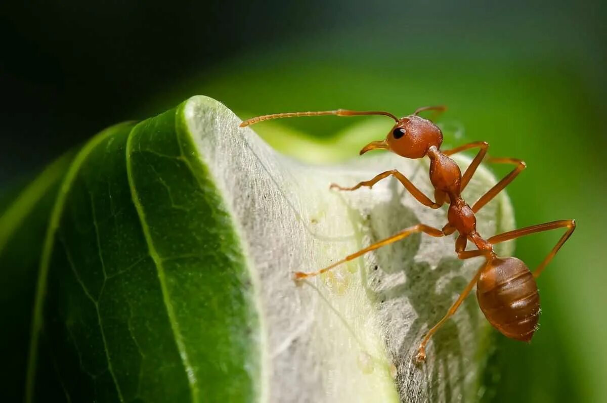 Oecophylla smaragdina. Азиатский муравей-портной. Муравьи Ткачи. Экофилы муравьи.