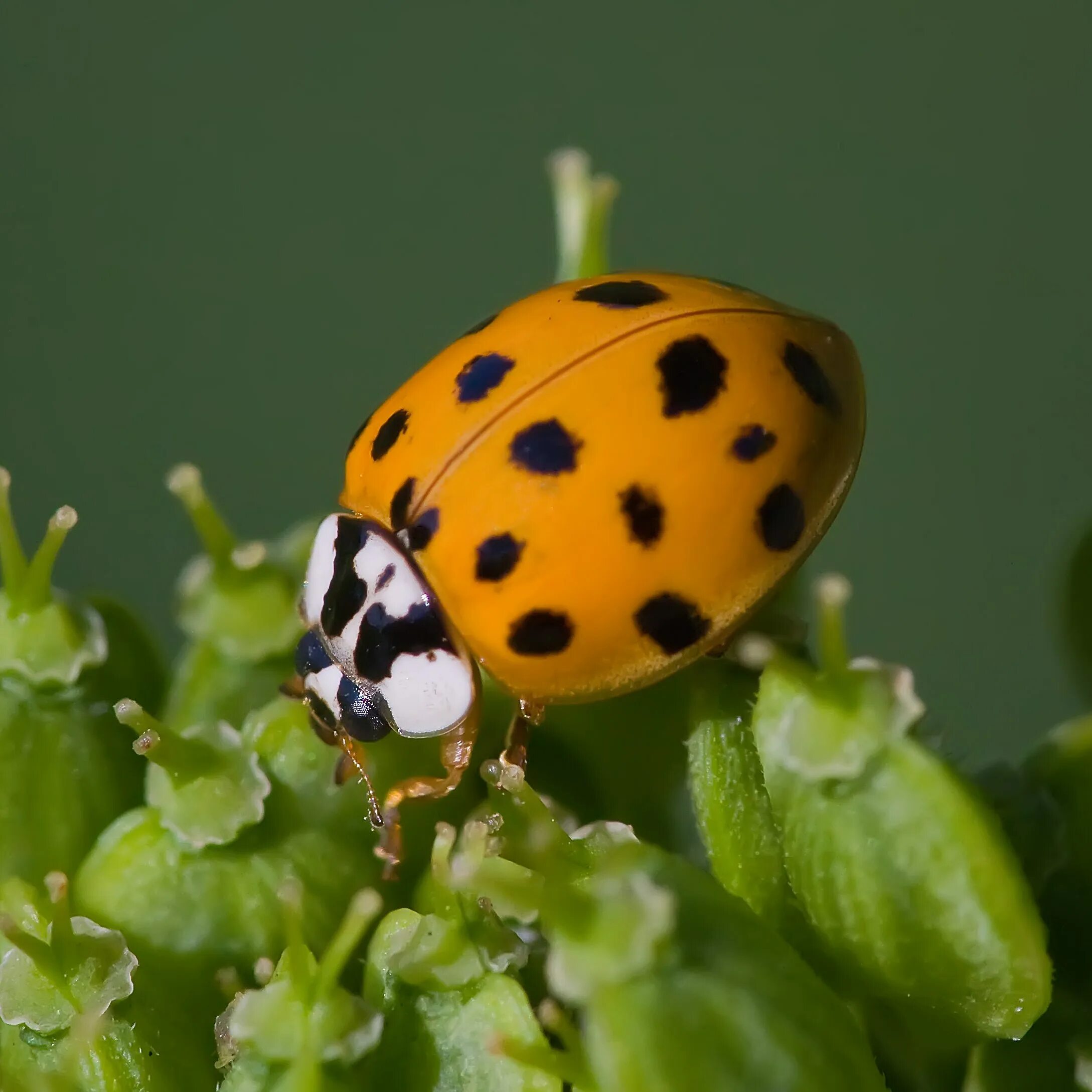 Коровка растение. Азиатская Божья коровка (Harmonia axyridis). Божья коровка Harmonia. Коровка Арлекин. Хармония аксиридис.