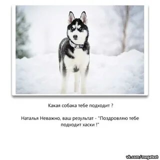 Тест какая я собака