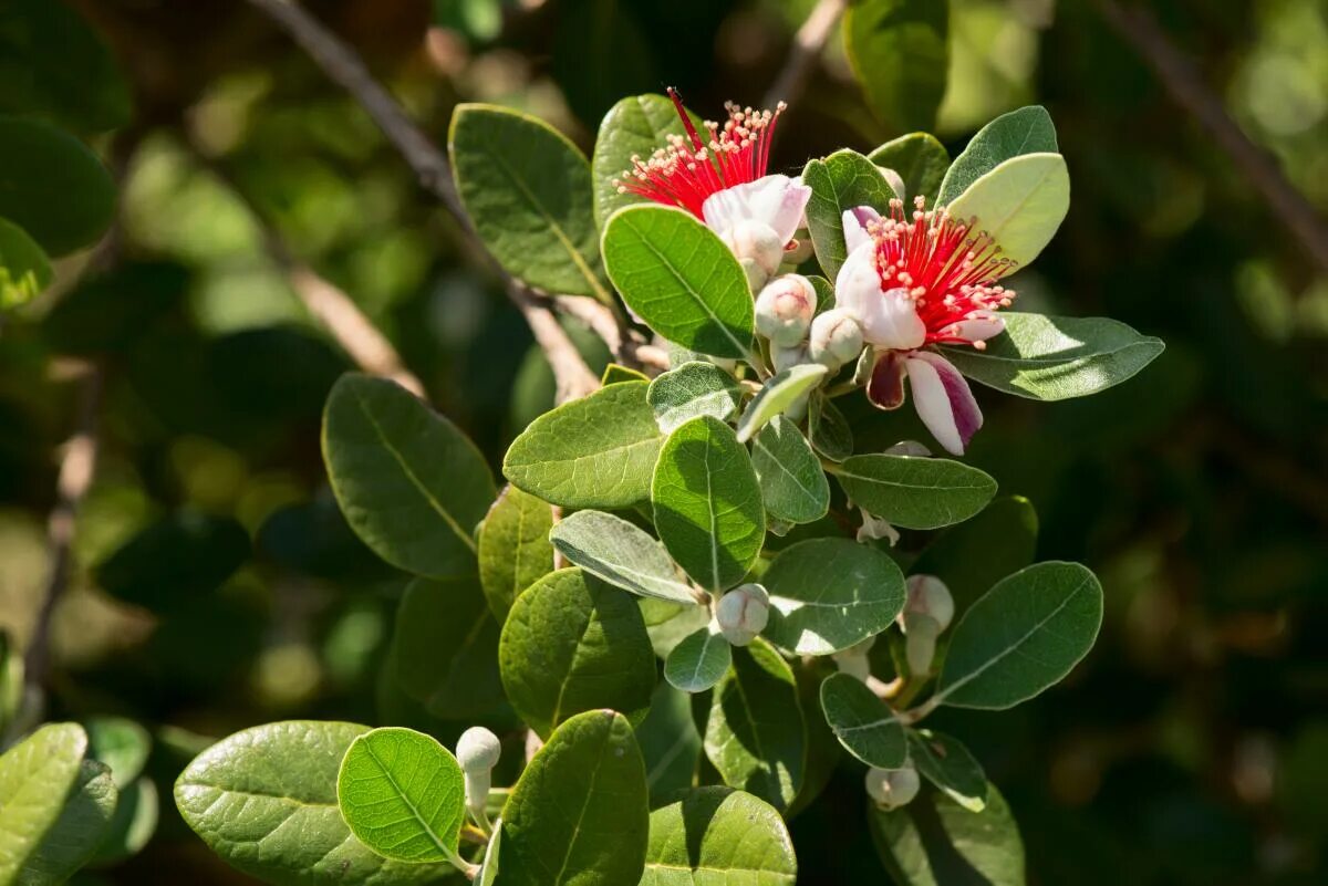 Цветущая фейхоа. Фейхоа Селлова. Фейхоа Feijoa sellowiana растение. Фейхоа Селлова (Feijoa sellowiana o. Berg). Фейхоа 4