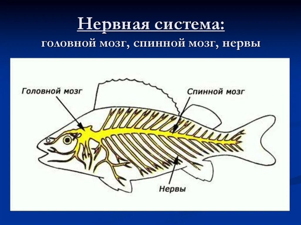 Позвоночные или черепные внешнее строение рыб тест. Строение спинного мозга у рыб. нервная система рыб схема. нервная система система окуня. органы нервной системы у рыб.