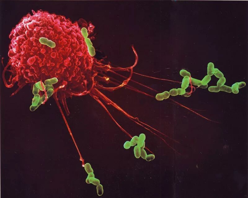 Иммунные клетки макрофаги. Иммунитет фагоциты. Фагоцит микрофотография. Клетки фагоциты.