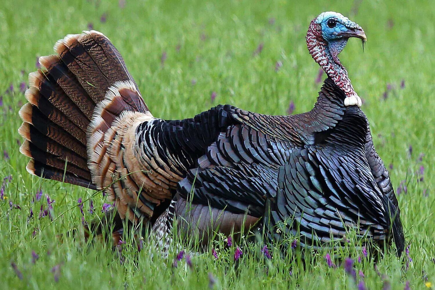 Дикие индюки Северной Америки. Индейка обыкновенная meleagris gallopavo. Wild Turkey индюк. Индюк семейство фазановые. Домашняя птица индейки