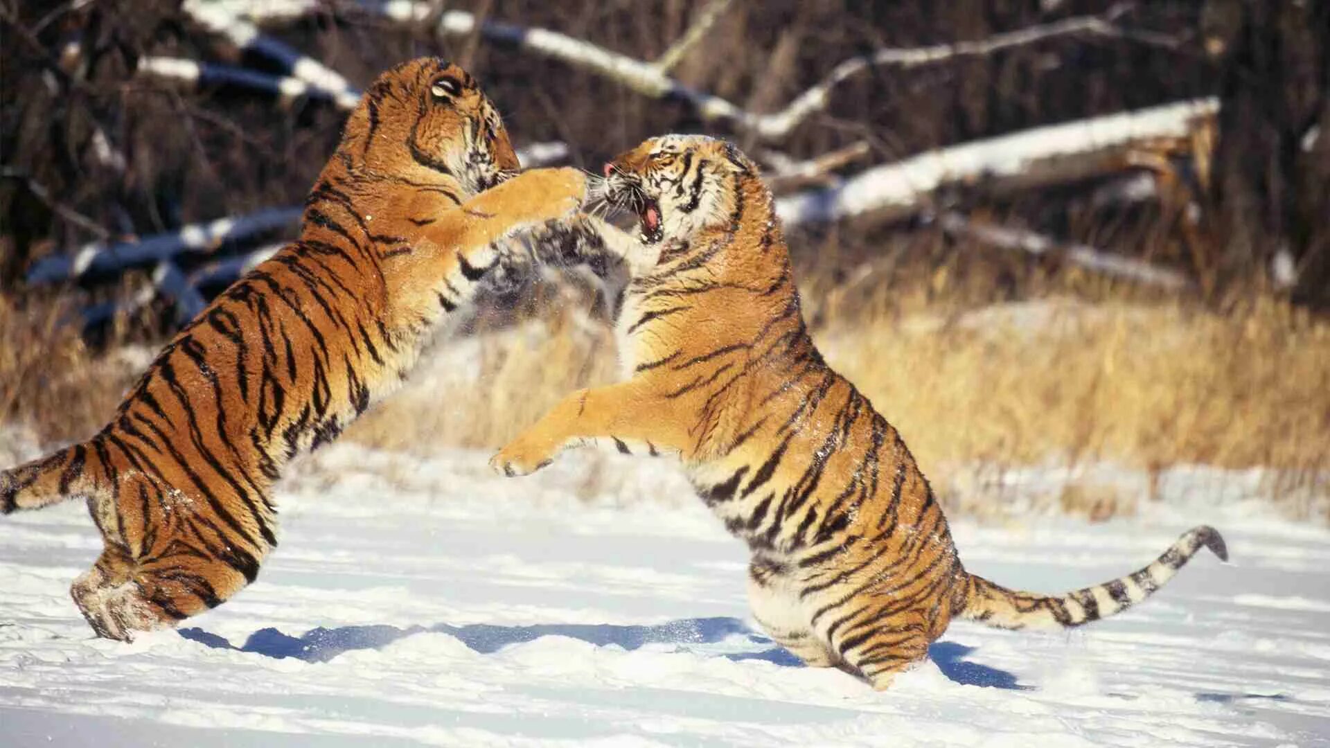 Жизнь амурского тигра
