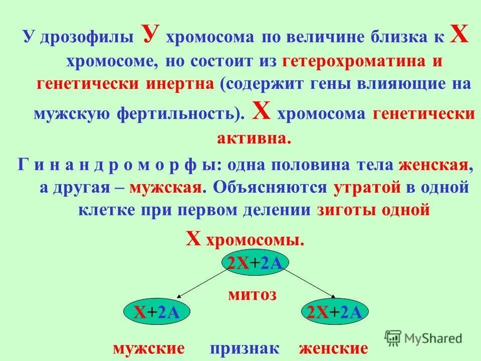 Теория определения пола