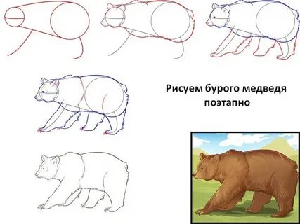 Как нарисовать медведя поэтапно для детей
