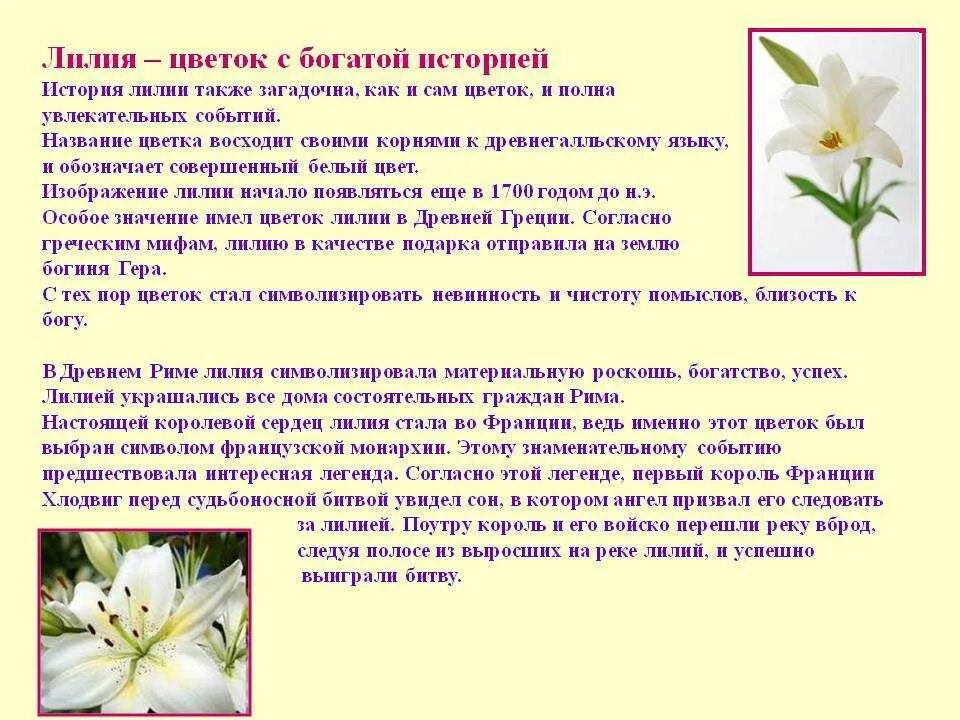 Каково значение растений лилейных в жизни человека. Класс Лилейные Лилия. Описание лилии. Описание про лилию. Легенды о лилиях цветах.