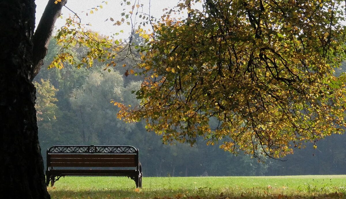 Одинокая скамья. Одинокая скамья. Скамья в лесу. Одинокий человек на скамейке. Одинокая скамья.