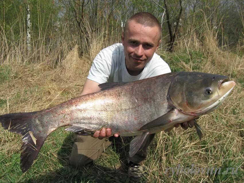 Толстолобик живой купить. Толстолобик Черноморский. Белый толстолобик. Толстолобик 100 кг. Тигровый толстолобик.