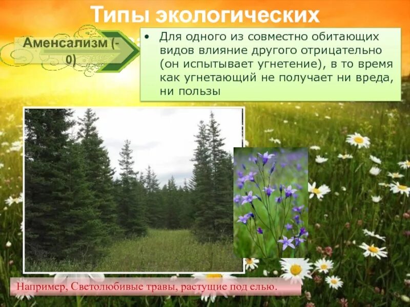 Травы под елью тип взаимоотношений. Типы экологических взаимодействий аменсализм. светолюбивые травы растущие под елью. ель и светолюбивые травы тип взаимоотношений. светолюбивые травы растущие под елью пример.
