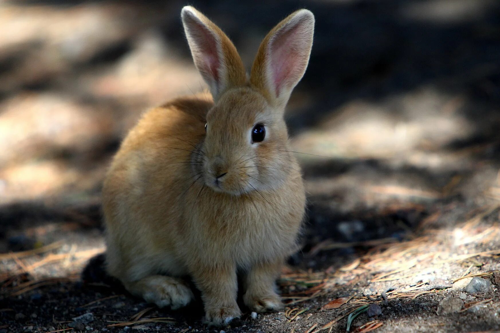 Картинки зайцев. Заяц. Кролик. Фотография зайца. Испанский кролик.