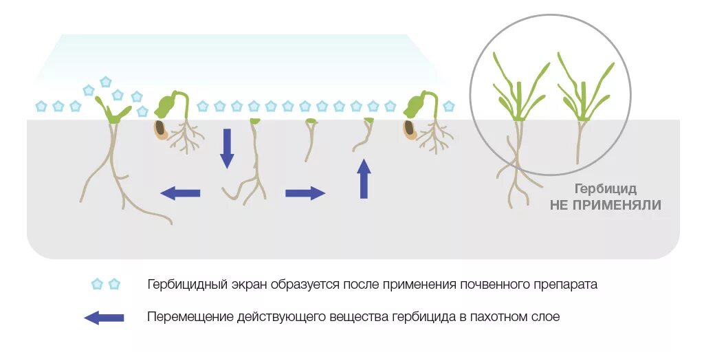 Механизм действия гербицидов. Схема гербицидов. Механизм действия гербицидов на сорные растения. Растения устойчивые к гербицидам. Влияние пестицидов на растения