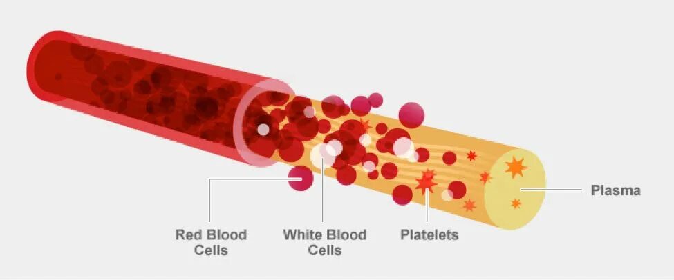 Плазма и эритроциты. Строение крови. Плазма крови. Кровь плазма крови. Т4 сыворотка крови