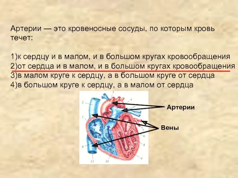 У мужчины течет кровь. По каким сосудам кровь течет от сердца. Кровеносные сосуды по которым кровь течет к сердцу. Сосуды по которым кровь течет от сеоцда. Сосы по котоови кров течеттот сердцп.