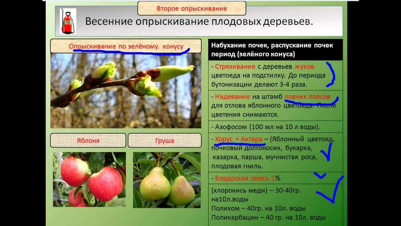 Чем обработать деревья от болезней и вредителей