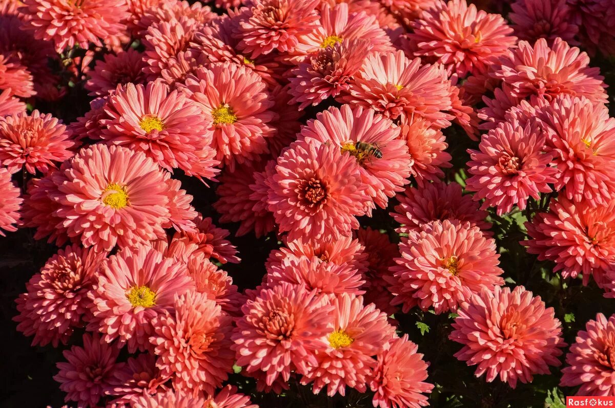 Хризантема корейская скарлетт. Хризантема семена сорта. Хризантема семена сорта. Хризантема индийская шаровидная. Астра сиринга шампань.