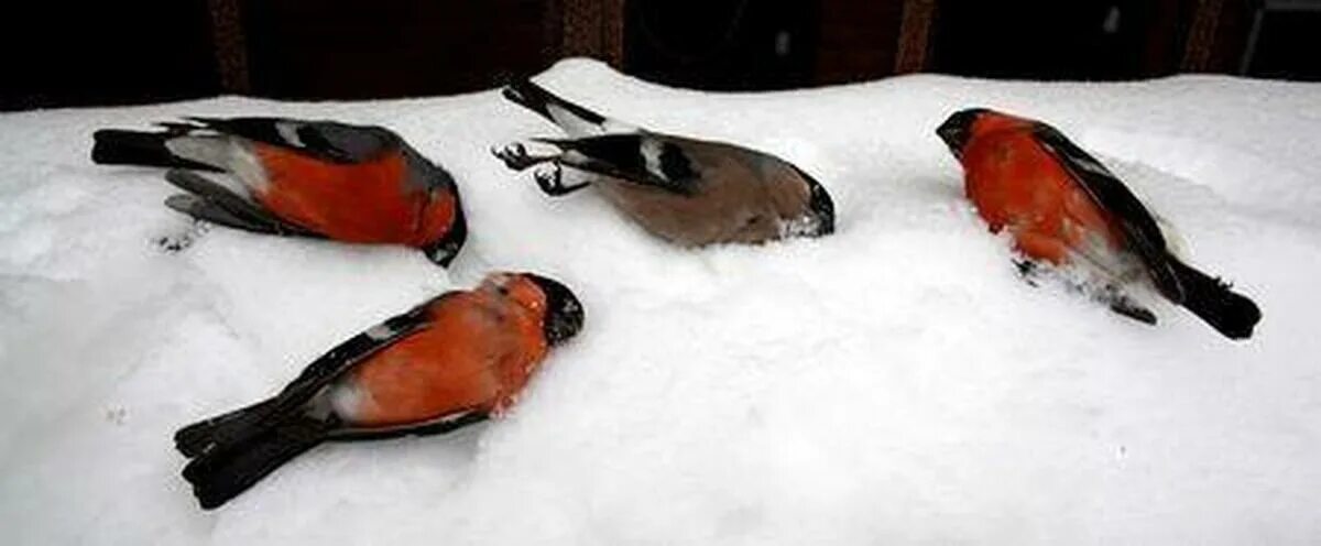 Снегирь спит. Пьяные снегири. Пьяные снегири. Снегирь фото. Пьяные снегири от рябины.