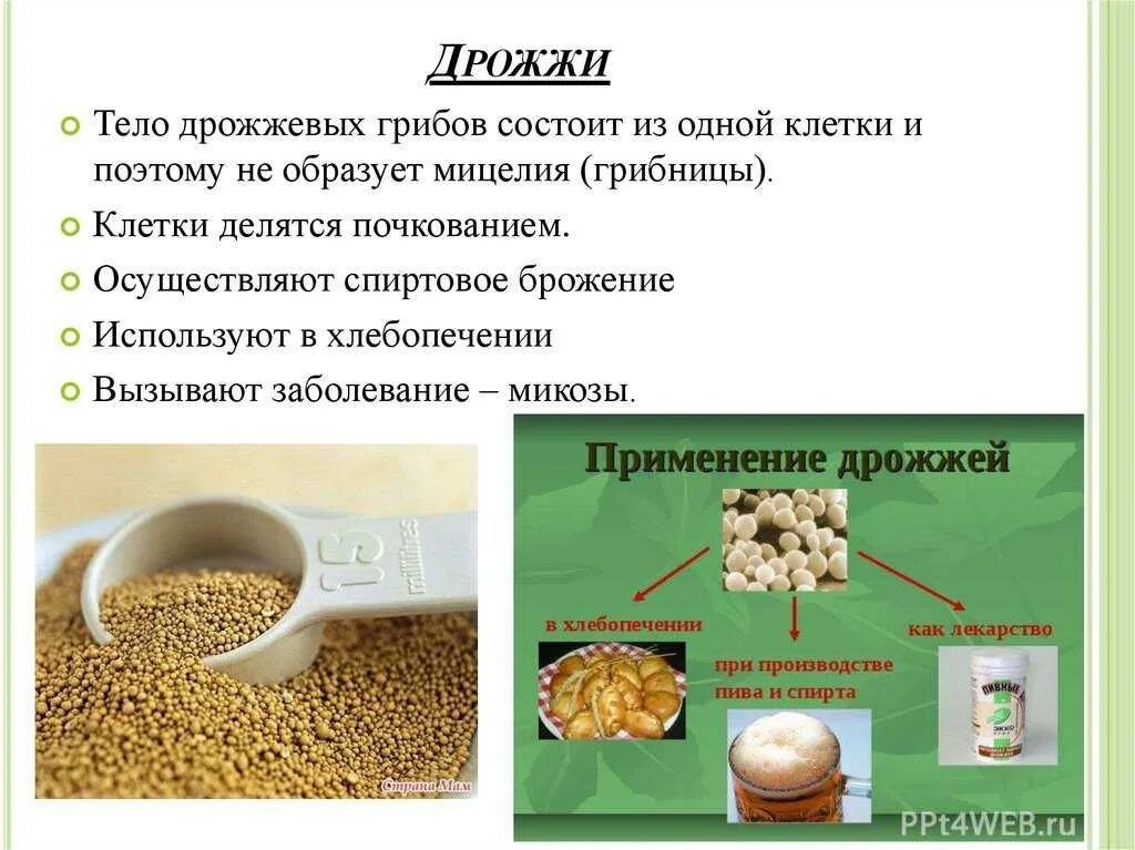 Чем дрожжи отличаются от грибов