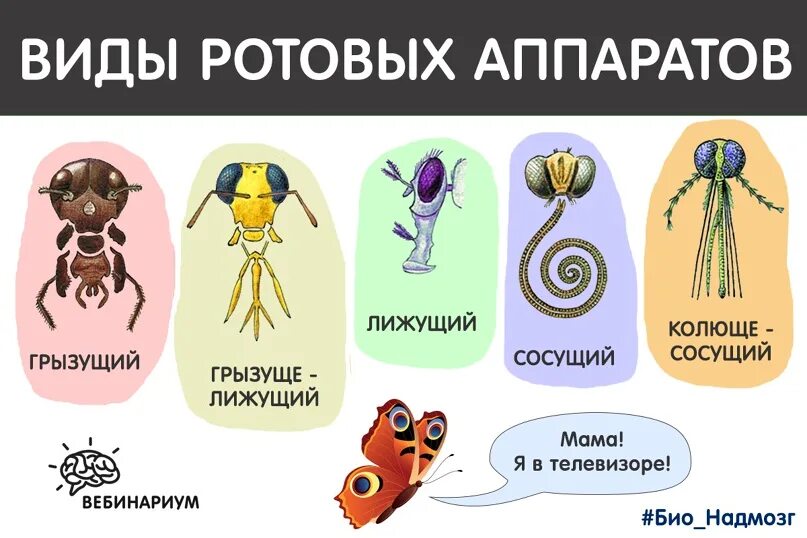 Выберите животных с ротовым аппаратом подобного типа