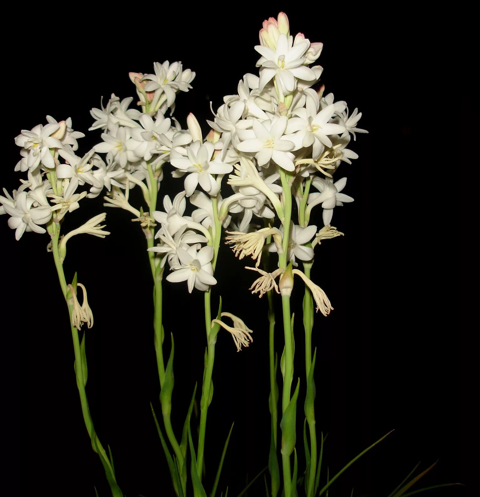 Tuberose