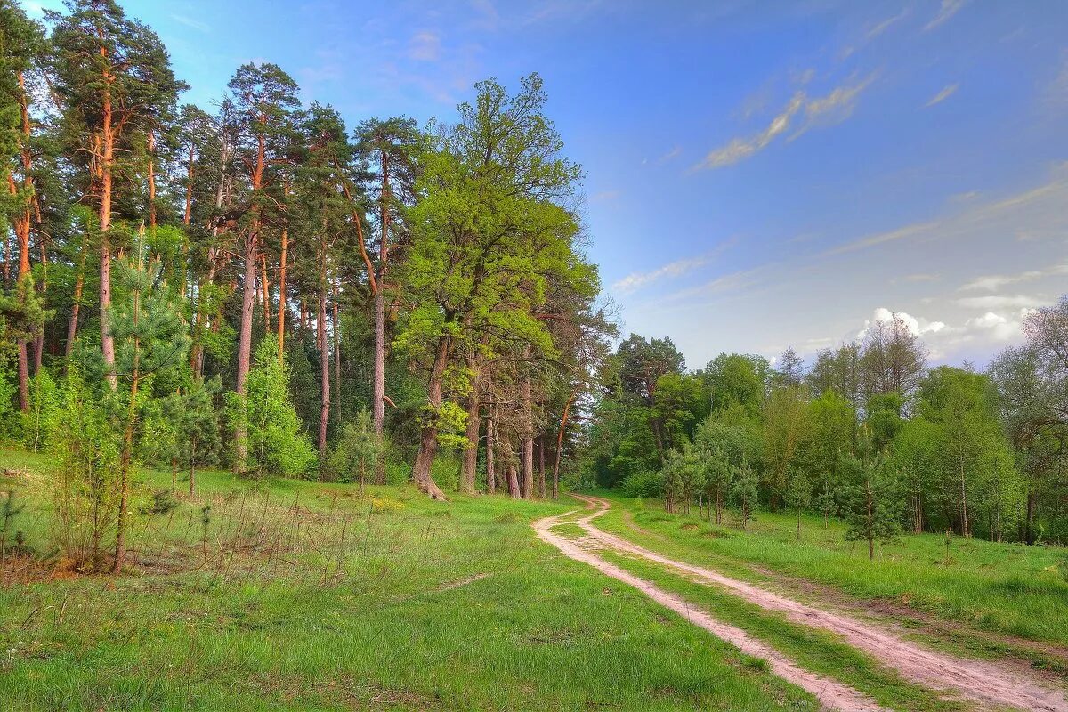 Национальный дендрарий роща деревьев штатов сша фото. Деревья якутии береза. Березовая роща. Берёзовая роща сосновый бор. Сколько деревьев в роще.