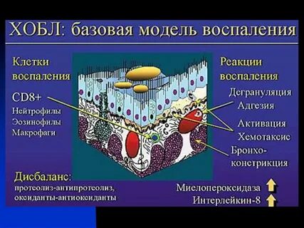Клетки воспаления