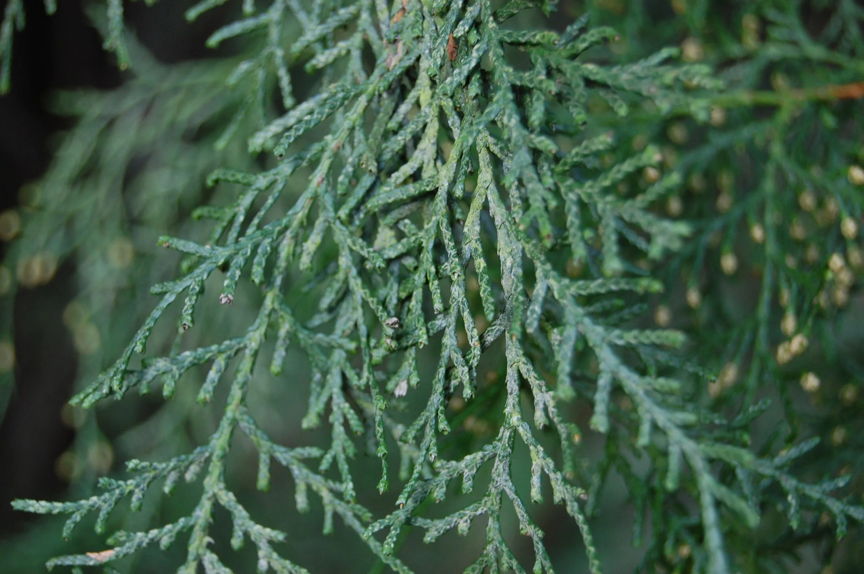 Cupressus Funebris. Кипарис - Cupressus. Кипарис Плакучий Cupressus Funebris. Род Кипарис (Cupressus).. Кипарис что это