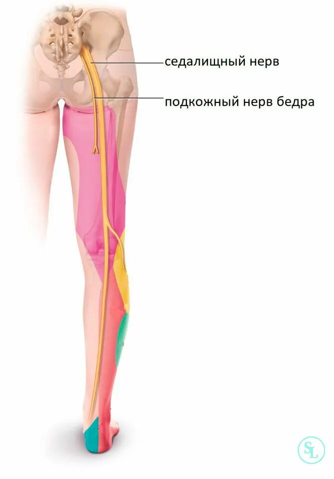 Тянет в ягодице