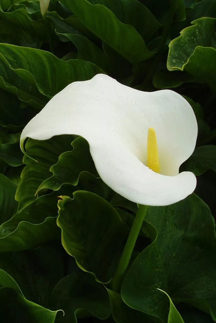 Каллы цветы название. Белокрыльник (Калла). Калла arum Lily. Calla Lily цветок листья. Arum Lily цветок.