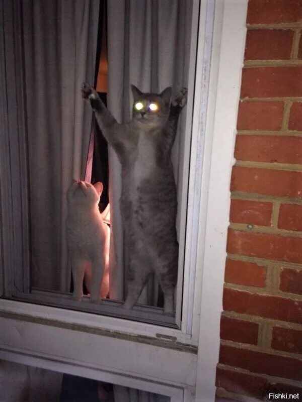 Зачем дома кот. Кошка ночью в квартире. кот бегает ночью. кот бегает по квартире. коты по ночам.