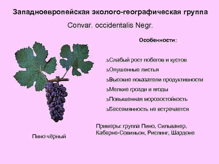 Происхождение винограда. Виноград витис. Виноград культурное растение. Происхождение винограда. Полезные вещества в винограде.